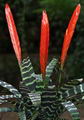 Vriesia splendens